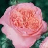 Rosier Anglais English Legend Rose De Cornouaille 1 Rosier Anglais English Legend Rose De Cornouaille -Jardin Parfait Soldes 2024 Rosier anglais English Legend Rose de Cornouaille source Chastel pepiniere 15422 1