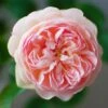 Rosier David Austin Gentle Hermione -Jardin Parfait Soldes 2024 Rosier anglais Gentle Hermione 66538 1