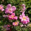 Rosier Ancien Marguerite Hilling 2 Rosier Ancien Marguerite Hilling -Jardin Parfait Soldes 2024 Rosier arbustif Marguerite Hilling 83585 1