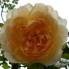 Rosier Grimpant Ginger Syllabub 2 Rosier Grimpant Ginger Syllabub -Jardin Parfait Soldes 2024 Rosier grimpant Ginger Syllabub 82281 1