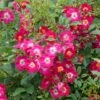 Rosier Grimpant Libertas 2 Rosier Grimpant Libertas -Jardin Parfait Soldes 2024 Rosier grimpant Libertas 855092 1