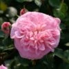 Rosier Grimpant May Queen -Jardin Parfait Soldes 2024 Rosier grimpant May Queen 82283 1