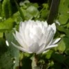 Sanguinaria Canadensis Flore Pleno - Sanguinaire 1 Sanguinaria Canadensis Flore Pleno - Sanguinaire -Jardin Parfait Soldes 2024 Sanguinaria canadensis florepleno ld weisserstier 8474 1