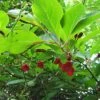 Schisandra Chinensis - Baie Aux 5 Saveurs 2 Schisandra Chinensis - Baie Aux 5 Saveurs -Jardin Parfait Soldes 2024 Schisandra chinensis 78361 1