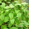 Schizophragma Corylifolium 2 Schizophragma Corylifolium -Jardin Parfait Soldes 2024 Schizophragma corylifolium 0809002 1