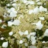 Schizophragma Hydrangeoides Snow Sensation - Faux Hortensia Grimpant 1 Schizophragma Hydrangeoides Snow Sensation - Faux Hortensia Grimpant -Jardin Parfait Soldes 2024 Schizophragma hydrangeoides Snow Sensation Faux hortensia grimpant copyright 18309 1