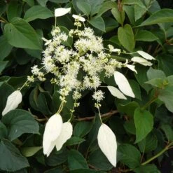 Schizophragma Hydrangeoides Windmills