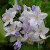Solanum Jasminoides Bleu - Morelle Faux-jasmin 2 Solanum Jasminoides Bleu - Morelle Faux-jasmin -Jardin Parfait Soldes 2024 Solanum jasminoides Bleu 83508 1