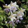 Solanum Jasminoides - Morelle Faux Jasmin 1 Solanum Jasminoides - Morelle Faux Jasmin -Jardin Parfait Soldes 2024 Solanum jasminoides Morelle faux jasmin copyright 182781 1