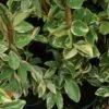 Trachelospermum Jasminoides Variegatum - Jasmin étoilé 1 Trachelospermum Jasminoides Variegatum - Jasmin étoilé -Jardin Parfait Soldes 2024 Trachelospermum jasminoides Variegatum 83642 1