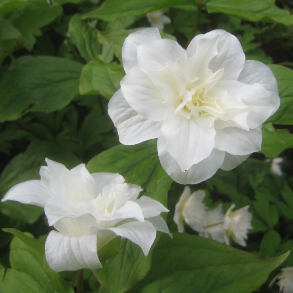 Trillium Grandiflorum Flore Pleno - Trille Blanc à Fleurs Doubles 3 Trillium Grandiflorum Flore Pleno - Trille Blanc à Fleurs Doubles