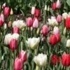 Harmonie Tulipes Lollipops 1 Harmonie Tulipes Lollipops -Jardin Parfait Soldes 2024 Tulipe Harmonie Lollipops 62904 1