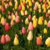 Harmonie Tutti Frutti 1 Harmonie Tutti Frutti -Jardin Parfait Soldes 2024 Tulipe Harmonie Tutti Frutti 63740 1