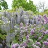 Glycine Japonaise - Wisteria Floribunda Macrobotrys De Belder 1 Glycine Japonaise - Wisteria Floribunda Macrobotrys De Belder -Jardin Parfait Soldes 2024 Wisteria floribunda Macrobotrys De Belder 1009542 1