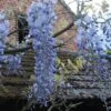 Glycine Blue Moon - Wisteria Frutescens Var. Macrostachya 1 Glycine Blue Moon - Wisteria Frutescens Var. Macrostachya -Jardin Parfait Soldes 2024 Wisteria macrostachya Blue Moon 88235 1