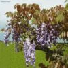 Glycine De Chine Blue Line - Wisteria Sinensis 1 Glycine De Chine Blue Line - Wisteria Sinensis -Jardin Parfait Soldes 2024 Wisteria sinensis Blue line IF 17373 1