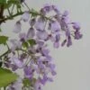Glycine Gracieuse - Wisteria Venusta (brachybotrys) Okayama 2 Glycine Gracieuse - Wisteria Venusta (brachybotrys) Okayama -Jardin Parfait Soldes 2024 Wisteria venusta Okayama 681467 1
