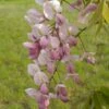 Wisteria Venusta Rosea - Glycine Du Japon -Jardin Parfait Soldes 2024 Wisteria venusta Rosea 82452 1