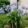 Agapanthe Pitchoune Blue 2 Agapanthe Pitchoune Blue -Jardin Parfait Soldes 2024 agapanthus pitchoune blue 0524 1