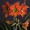 Amaryllis Terra Cotta 1 Amaryllis Terra Cotta -Jardin Parfait Soldes 2024 amaryllis Terra Cotta 56703 1