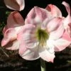 Amaryllis Apple Blossom 1 Amaryllis Apple Blossom -Jardin Parfait Soldes 2024 amaryllis apple blossom 56963 1