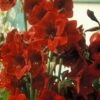 Amaryllis Benfica 1 Amaryllis Benfica -Jardin Parfait Soldes 2024 amaryllis benfica 56615 1