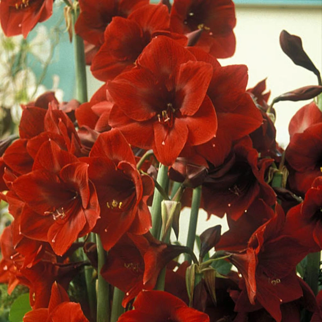 Amaryllis Benfica 3 Amaryllis Benfica
