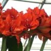Amaryllis Double Celica 1 Amaryllis Double Celica -Jardin Parfait Soldes 2024 amaryllis celica 56978 1
