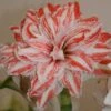 Amaryllis Double Dancing Queen 1 Amaryllis Double Dancing Queen -Jardin Parfait Soldes 2024 amaryllis double dancing queen 56962 1