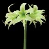 Amaryllis Evergreen 2 Amaryllis Evergreen -Jardin Parfait Soldes 2024 amaryllis evergreen 56967 1