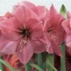Amaryllis Hercule 1 Amaryllis Hercule -Jardin Parfait Soldes 2024 amaryllis hercule 56618 1