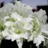 Amaryllis Double Ice Queen 1 Amaryllis Double Ice Queen -Jardin Parfait Soldes 2024 amaryllis ice king 56647 1