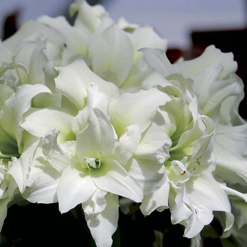 Amaryllis Double Ice Queen 3 Amaryllis Double Ice Queen