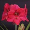 Amaryllis Lagoon 1 Amaryllis Lagoon -Jardin Parfait Soldes 2024 amaryllis lagoon 56701 1