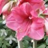 Amaryllis Pink Surprise 2 Amaryllis Pink Surprise -Jardin Parfait Soldes 2024 amaryllis pink sensation 56961 1