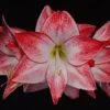 Amaryllis Spotlight* 2 Amaryllis Spotlight* -Jardin Parfait Soldes 2024 amaryllis spotlight 56702 1