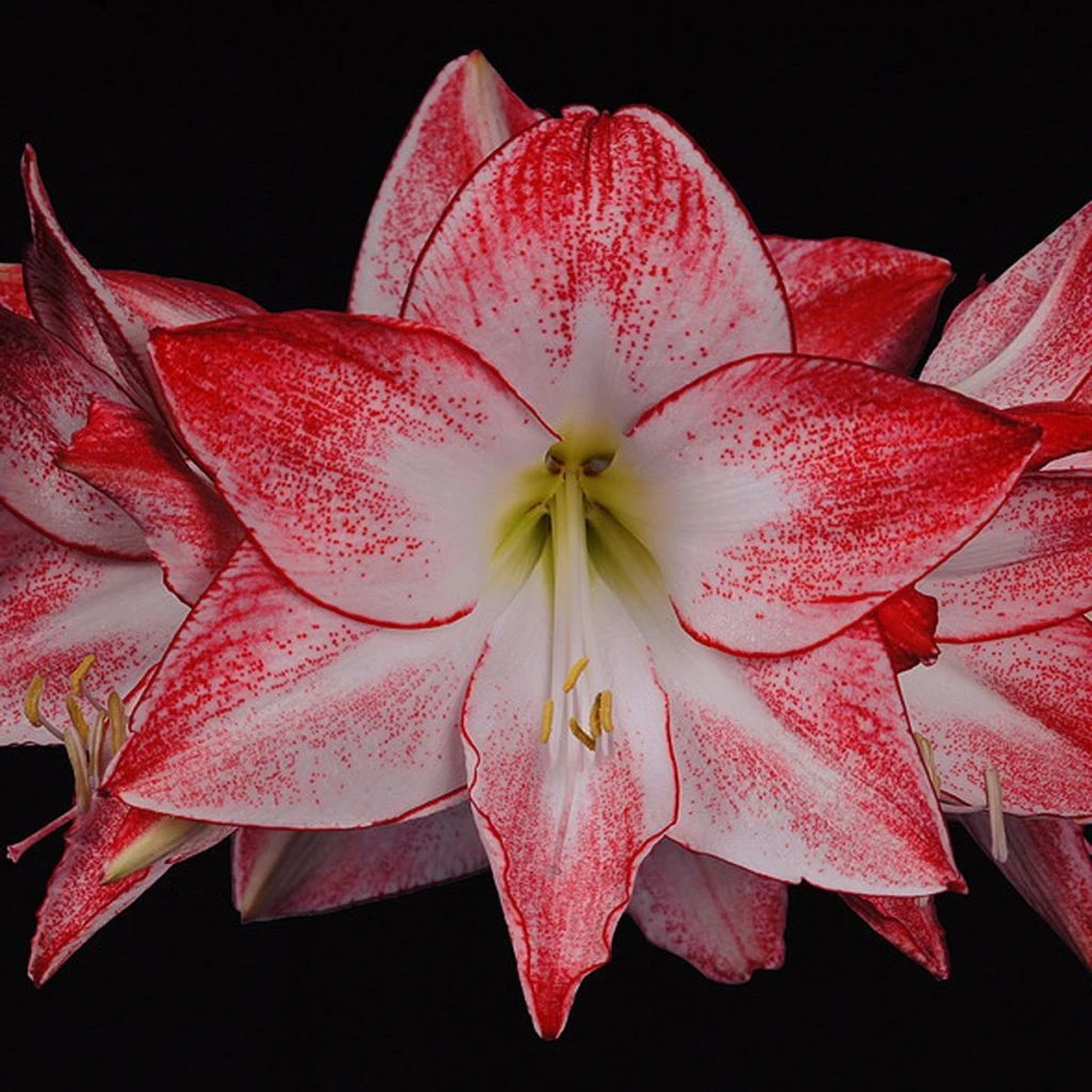 Amaryllis Spotlight* 3 Amaryllis Spotlight*