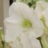 Amaryllis Christmas Gift 2 Amaryllis Christmas Gift -Jardin Parfait Soldes 2024 amarylllis christmas gift 56607 1