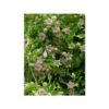 Araujia Sericifera Rosea - Plante Cruelle 2 Araujia Sericifera Rosea - Plante Cruelle -Jardin Parfait Soldes 2024 araujia sericifera rosea 1009642 1