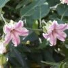 Araujia Sericifera Pink - Plante Cruelle 1 Araujia Sericifera Pink - Plante Cruelle -Jardin Parfait Soldes 2024 araujia sericofera 681343 4