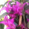 Bougainvillier Glabra Sanderiana 2 Bougainvillier Glabra Sanderiana -Jardin Parfait Soldes 2024 bougainvillee glabra sanderiana 87011 1