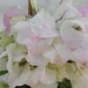 Bougainvillier Spectabilis Blanc-rose 1 Bougainvillier Spectabilis Blanc-rose -Jardin Parfait Soldes 2024 bougainvillee spectabilis blanc rose 87005 3