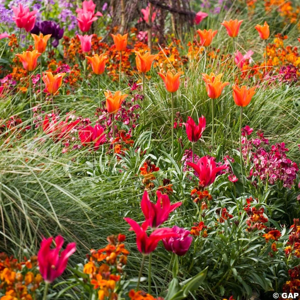 Harmonie Carnaval De Rio 3 Harmonie Carnaval De Rio