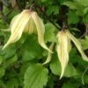 Clématite - Clematis Love Child 1 Clématite - Clematis Love Child -Jardin Parfait Soldes 2024 clemaite Love Child 681484 1