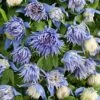 Clématite - Clematis Alpina Ocean Pearl -Jardin Parfait Soldes 2024 clematis alpina ocean pearl 85631 1