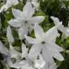 Clématite - Clematis Beautiful Bride 1 Clématite - Clematis Beautiful Bride -Jardin Parfait Soldes 2024 clematis beautiful bride 84878 3
