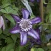 Clématite - Clematis Cassis 1 Clématite - Clematis Cassis -Jardin Parfait Soldes 2024 clematis cassis 681390 2