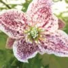 Clématite - Clematis Cirrhosa Freckles -Jardin Parfait Soldes 2024 clematis cirrhosa freckles 771570 1