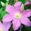 Clématite - Clematis Comtesse De Bouchaud -Jardin Parfait Soldes 2024 clematis comtesse de bouchaud 67861 1