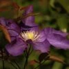 Clématite - Clematis Gipsy Queen 2 Clématite - Clematis Gipsy Queen -Jardin Parfait Soldes 2024 clematis gipsy queen 87837 1